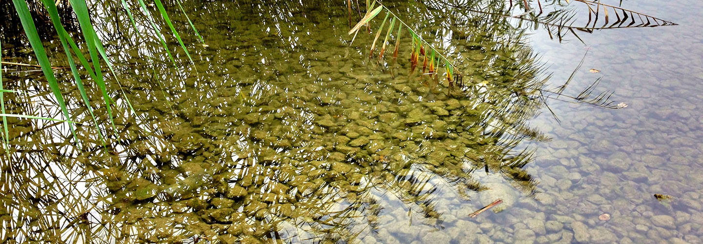 elementar_Wasser