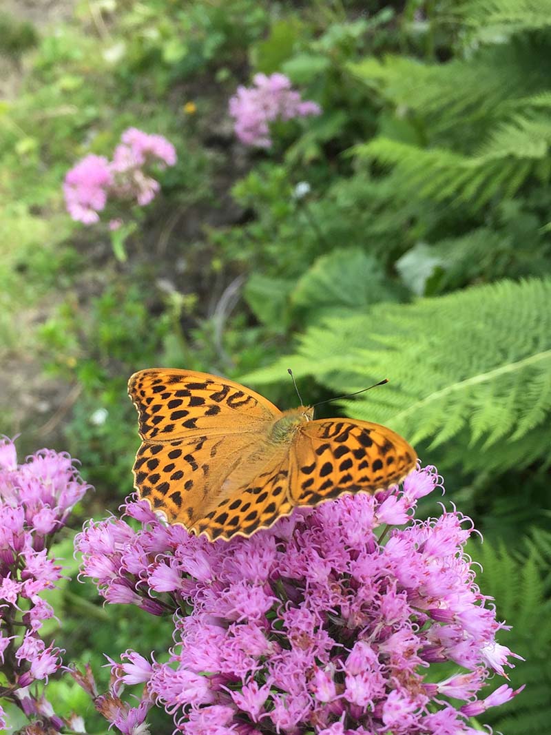 elementar_butterfly