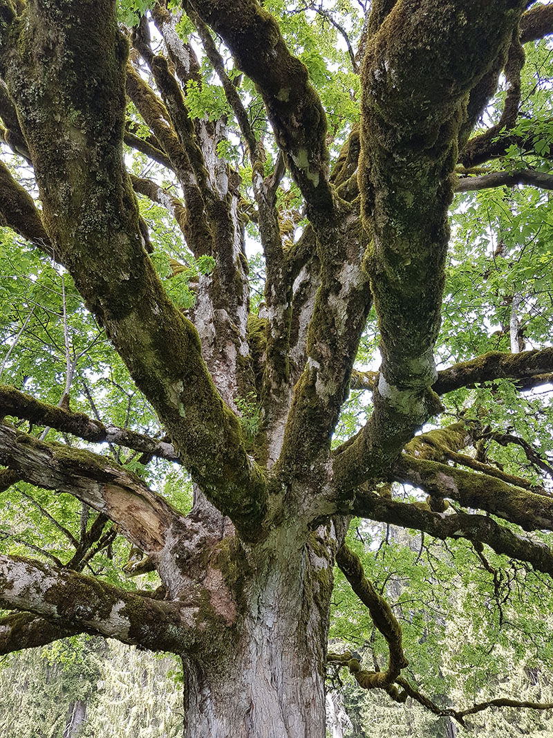 elementar_tree