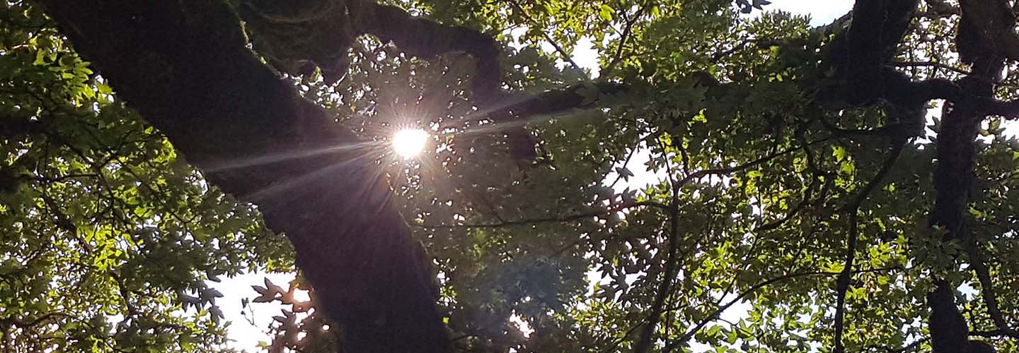 elementar_Sonnenstrahl