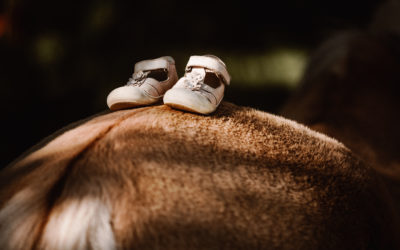 Die Geschichte wie das Fjordpferd zum Aalstrich kam